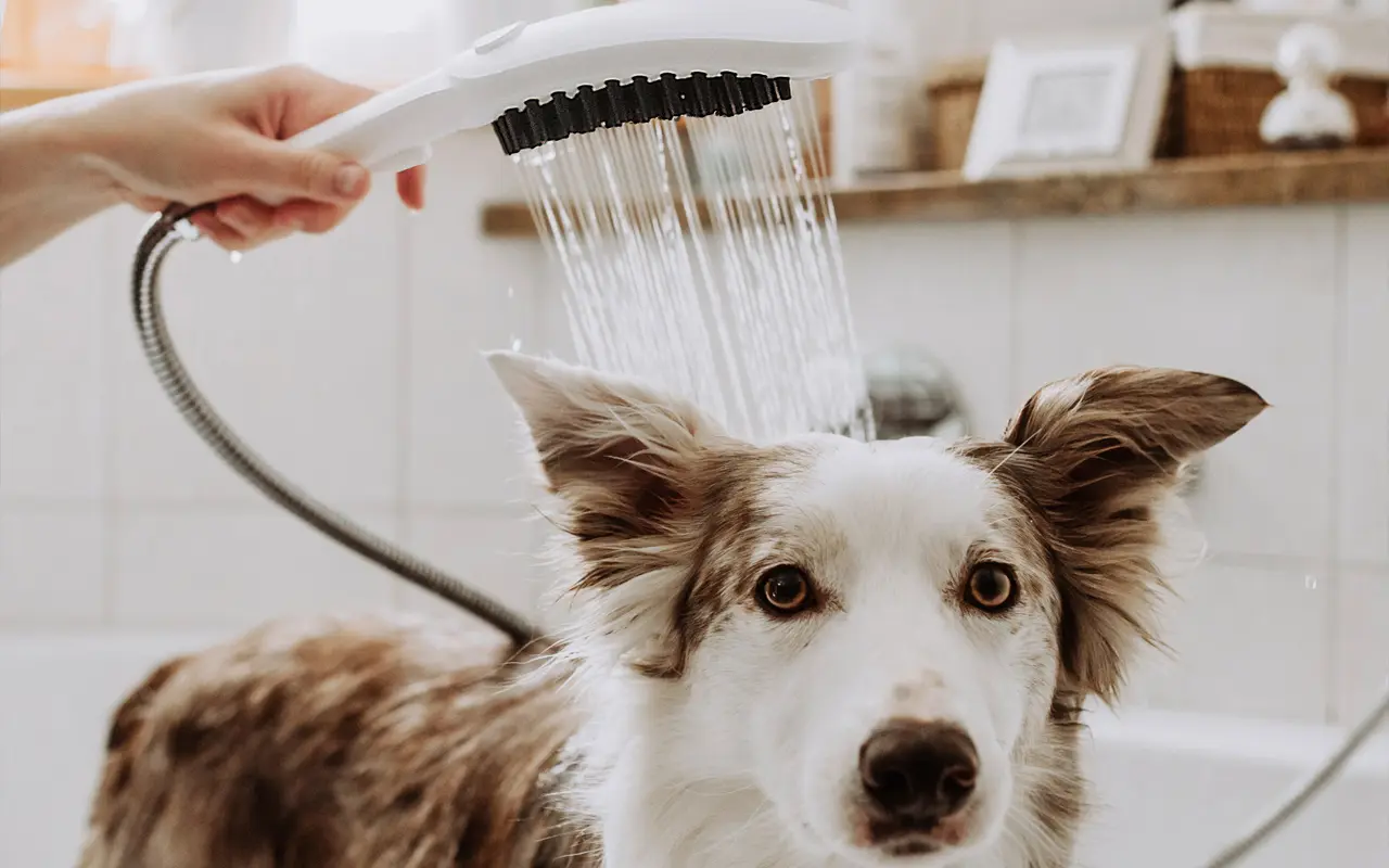 hansgrohe Dogshower – Hundebrause 150 3jet Select